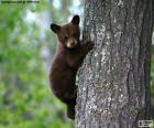 Boz ayı yavrusu ağaca tırmanıyor